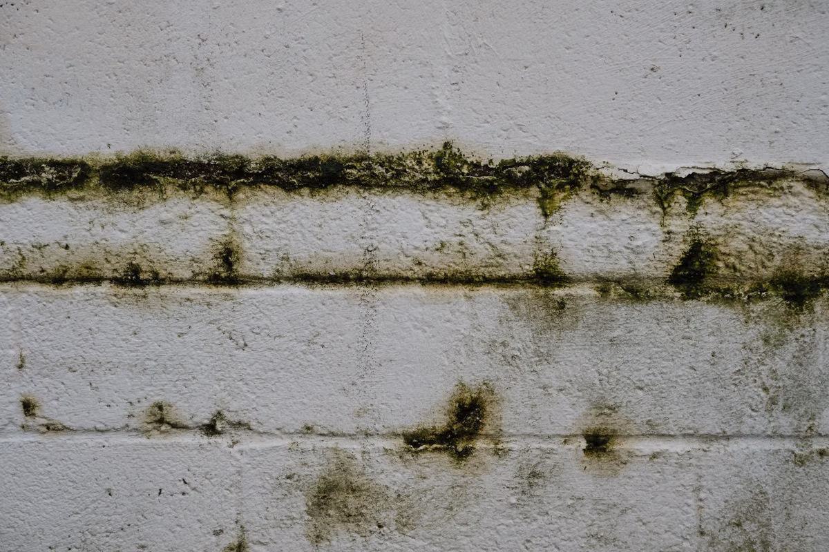 Close-up of a white-painted blockwork wall with dark green mould growing along the mortar joints and in patches across the surface.